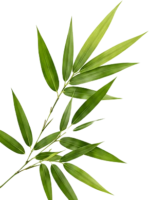 Bamboo Leaves
