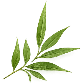 Bamboo Leaves