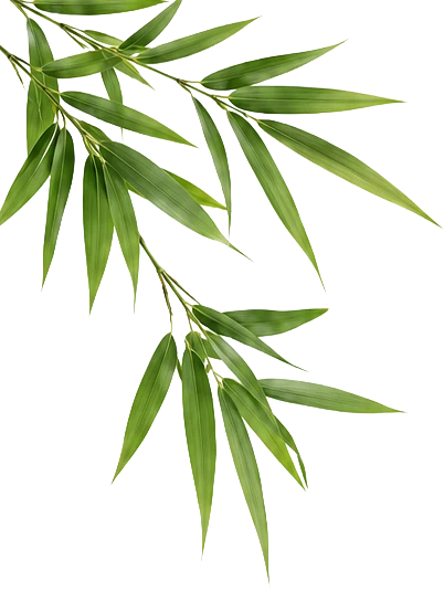 Bamboo Leaves