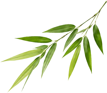 Bamboo Leaves