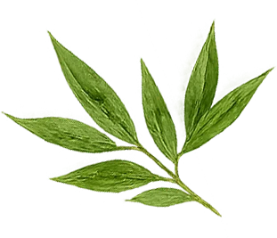 Bamboo Leaves